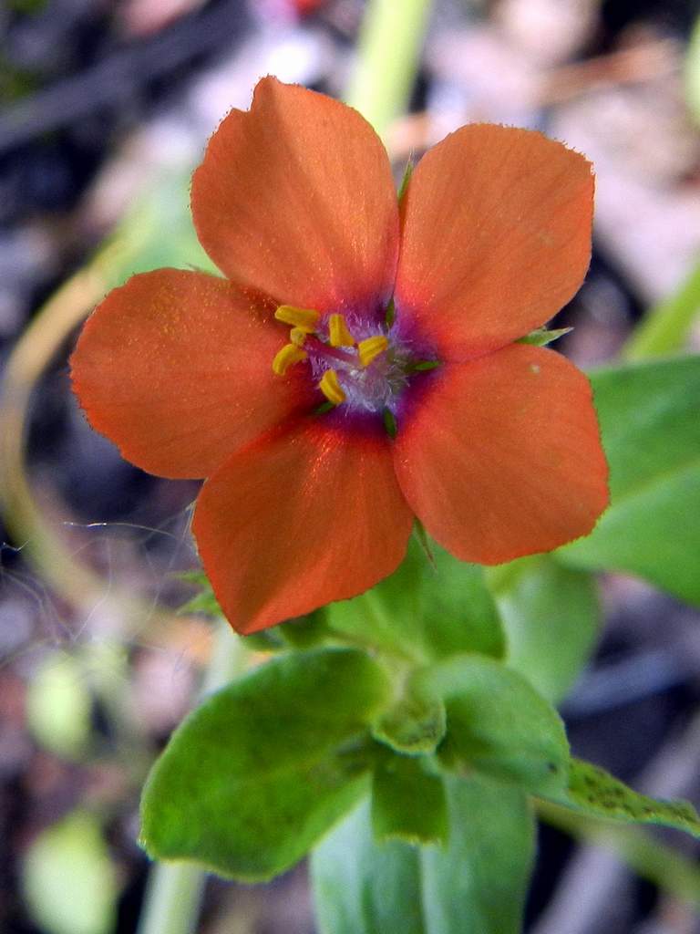 Lysimachia arvensis